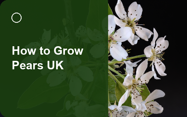 How to Grow Pears UK | Regional Planting Calendar guide thumbnail