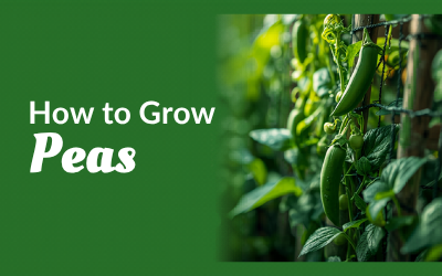 Peas guide thumbnail