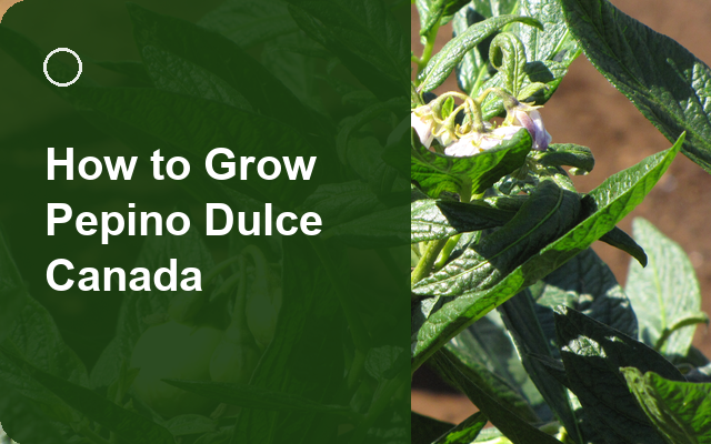 How to Grow Pepino Dulce Canada | Care, Pests & Disease Control guide thumbnail