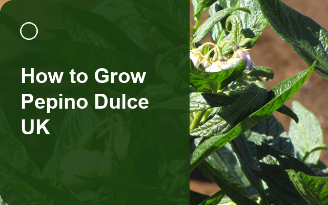 How to Grow Pepino Dulce UK | Regional Planting Calendar guide thumbnail