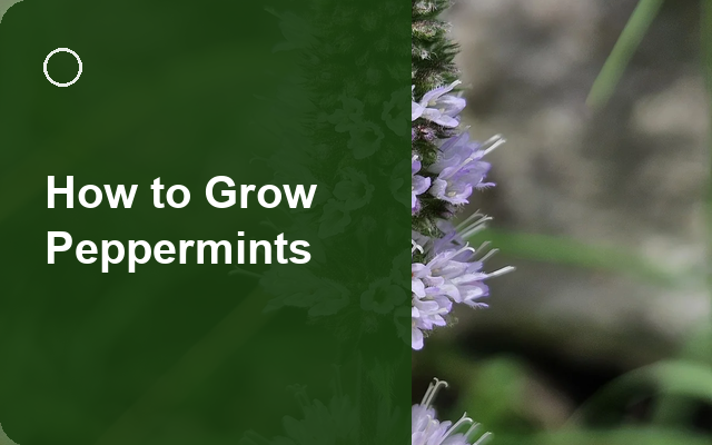How to Grow Peppermints | Planting & Establishment guide thumbnail