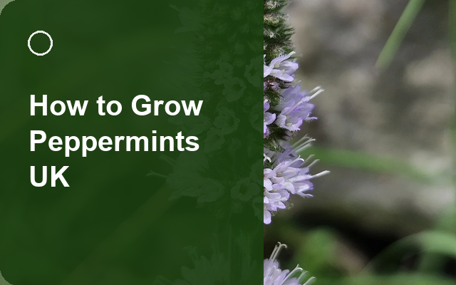How to Grow Peppermints UK | Regional Planting Calendar guide thumbnail