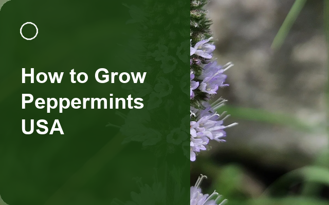 How to Grow Peppermints USA | Planting & Establishment guide thumbnail