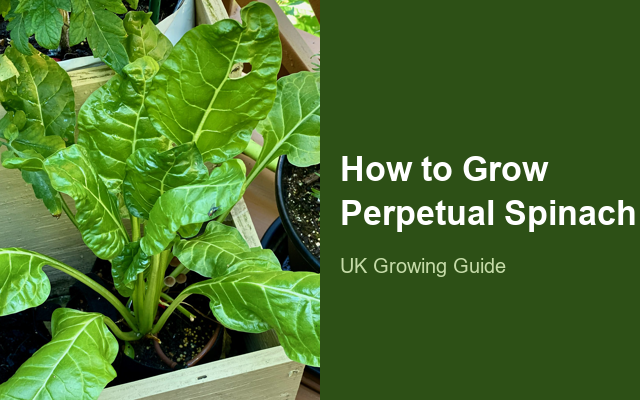 How to Grow Perpetual Spinach Canada | Care, Pests & Disease Control guide thumbnail
