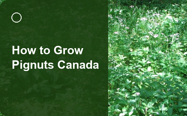 How to Grow Pignuts Canada | Planting & Establishment guide thumbnail