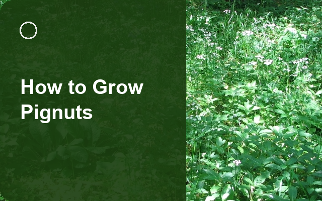 How to Grow Pignuts | Planting & Establishment guide thumbnail
