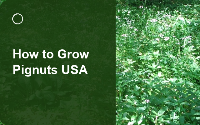 How to Grow Pignuts USA | Planting & Establishment guide thumbnail