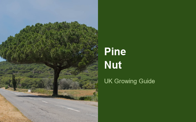 How to Grow Pine Nuts | Care, Pests & Disease Control guide thumbnail