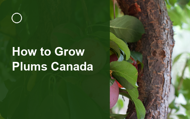 How to Grow Plums Canada | Care, Pests & Disease Control guide thumbnail