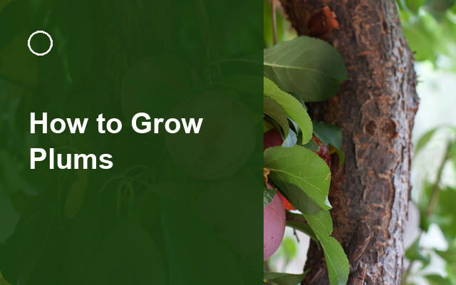 How to Grow Plums | Care, Pests & Disease Control guide thumbnail