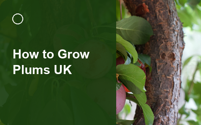 How to Grow Plums UK | Regional Planting Calendar guide thumbnail
