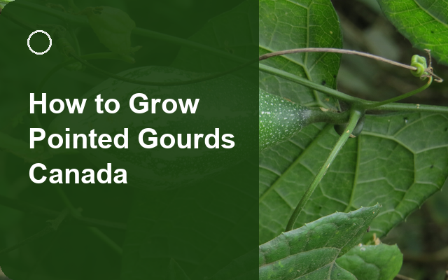 How to Grow Pointed Gourds Canada | Complete Growing Guide guide thumbnail