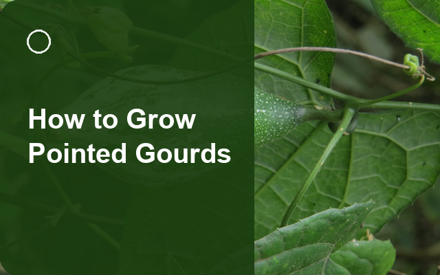 How to Grow Pointed Gourds | Complete Growing Guide guide thumbnail