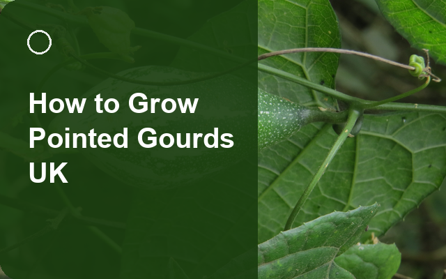 How to Grow Pointed Gourds UK | Complete Growing Guide guide thumbnail