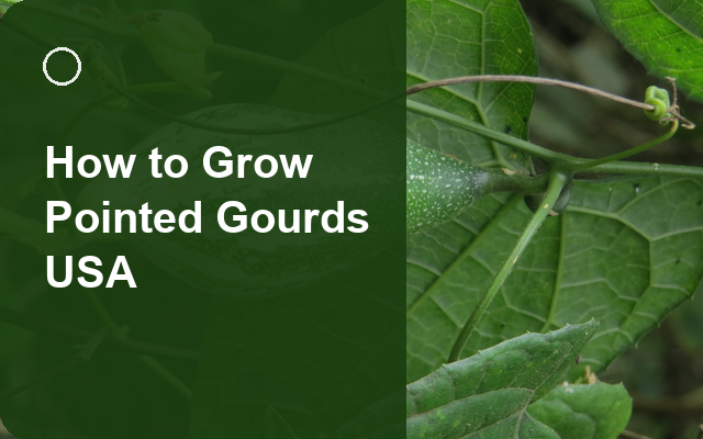 How to Grow Pointed Gourds USA | Complete Growing Guide guide thumbnail