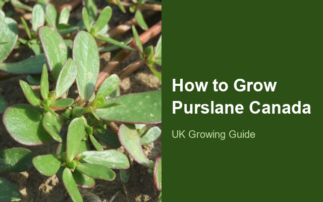 How to Grow Purslanes Canada | Complete Growing Guide guide thumbnail