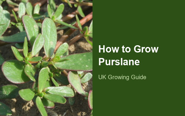 How to Grow Purslanes | Complete Growing Guide guide thumbnail