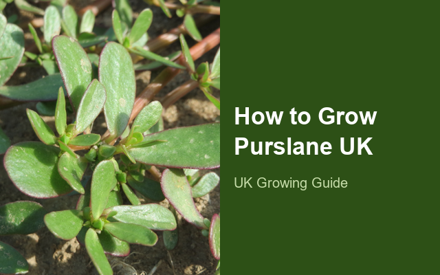 How to Grow Purslanes UK | Regional Planting Calendar guide thumbnail
