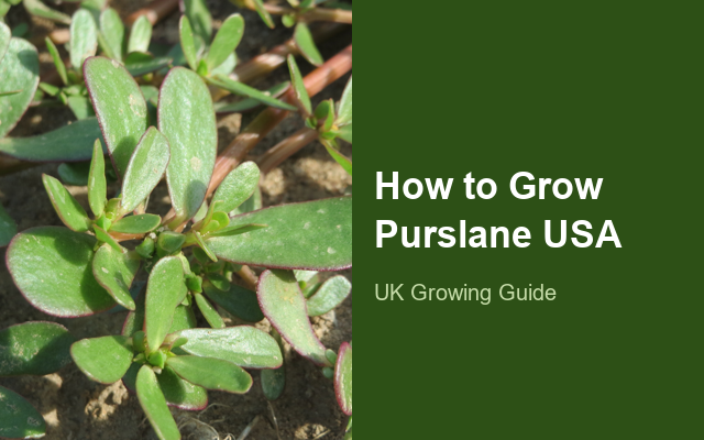 How to Grow Purslanes USA | Complete Growing Guide guide thumbnail