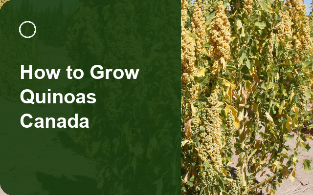 How to Grow Quinoas Canada | Complete Growing Guide guide thumbnail
