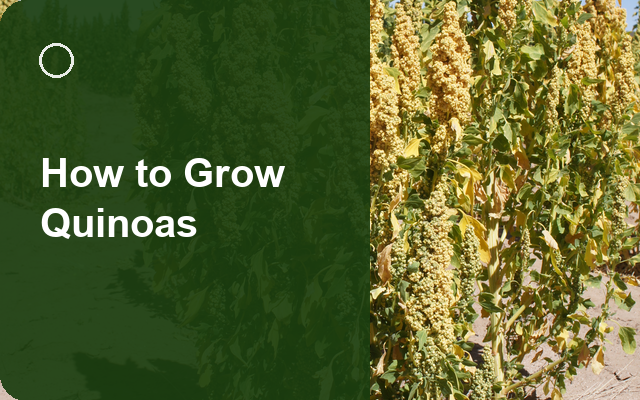 How to Grow Quinoas | Complete Growing Guide guide thumbnail