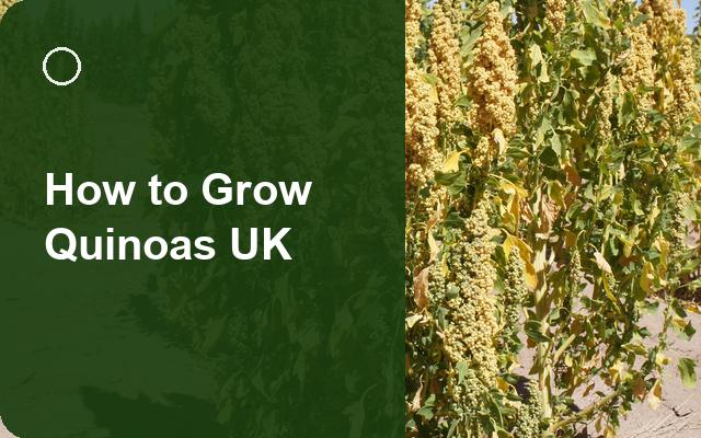 How to Grow Quinoas UK | Regional Planting Calendar guide thumbnail