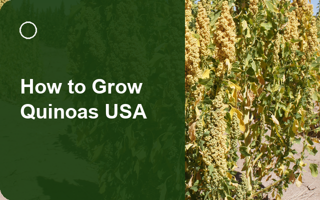 How to Grow Quinoas USA | Complete Growing Guide guide thumbnail