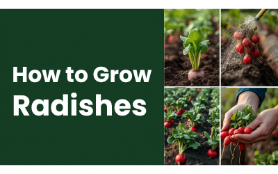 Radishes guide thumbnail