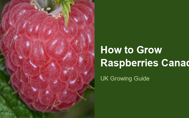 How to Grow Raspberries Canada | Planting & Establishment guide thumbnail