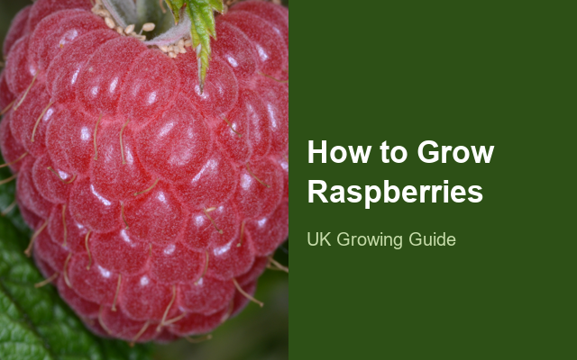 How to Grow Raspberries | Planting & Establishment guide thumbnail