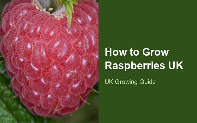 How to Grow Raspberries UK | Regional Planting Calendar guide thumbnail