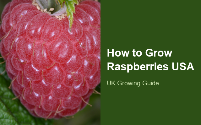 How to Grow Raspberries USA | Planting & Establishment guide thumbnail