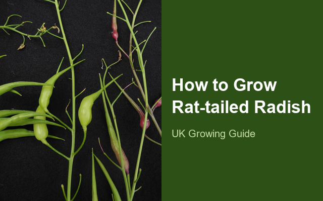 How to Grow Rat-tailed Radish | Complete Growing Guide guide thumbnail