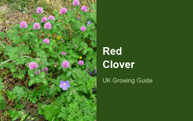 How to Grow Red Clovers | Planting & Establishment guide thumbnail