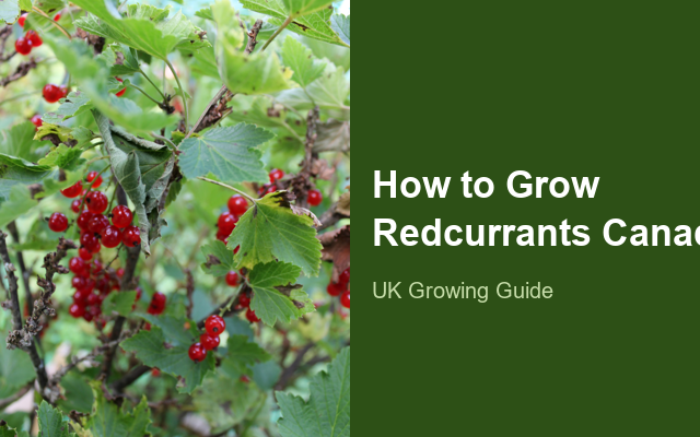 How to Grow Redcurrants Canada | Care, Pests & Disease Control guide thumbnail