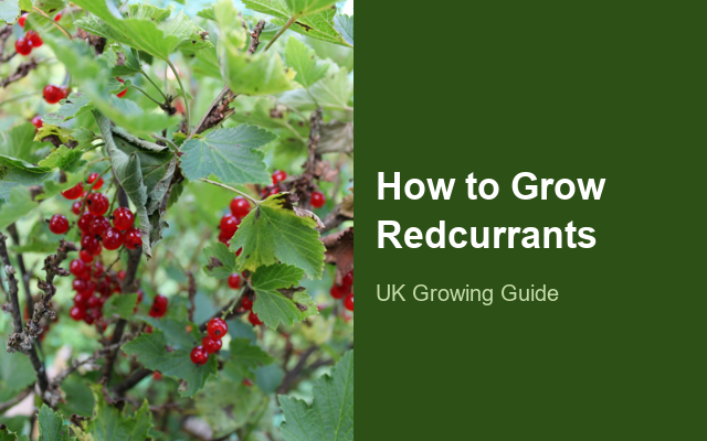 How to Grow Redcurrants | Care, Pests & Disease Control guide thumbnail