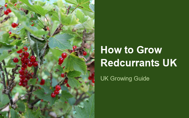 How to Grow Redcurrants UK | Regional Planting Calendar guide thumbnail