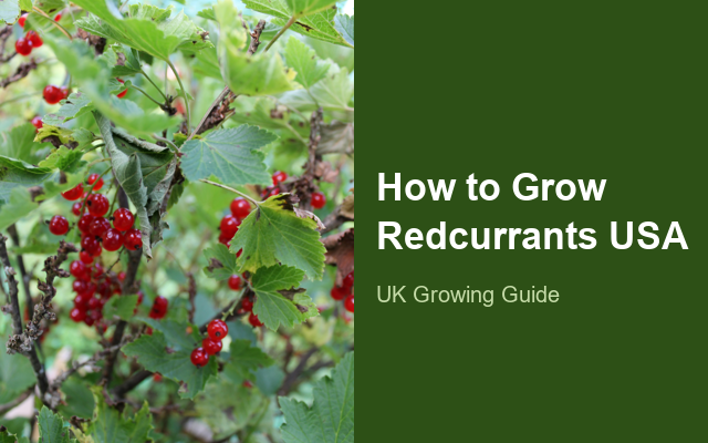 How to Grow Redcurrants USA | Care, Pests & Disease Control guide thumbnail