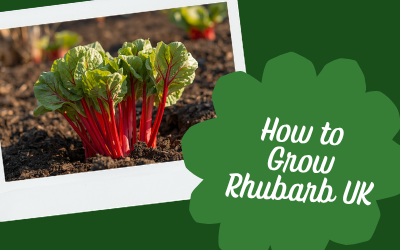 Rhubarb guide thumbnail
