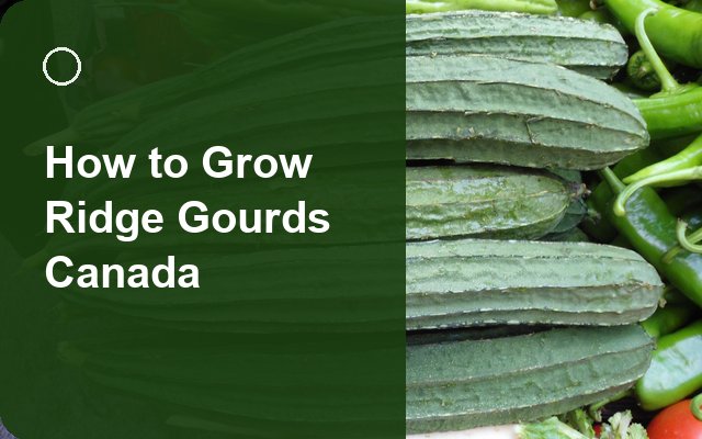 How to Grow Ridge Gourds Canada | Complete Growing Guide guide thumbnail