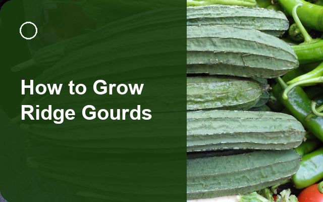 How to Grow Ridge Gourds | Complete Growing Guide guide thumbnail