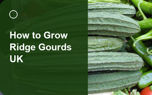How to Grow Ridge Gourds UK | Complete Growing Guide guide thumbnail