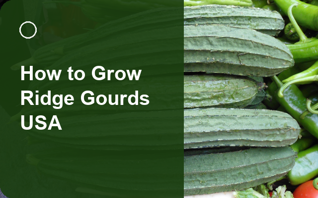 How to Grow Ridge Gourds USA | Complete Growing Guide guide thumbnail