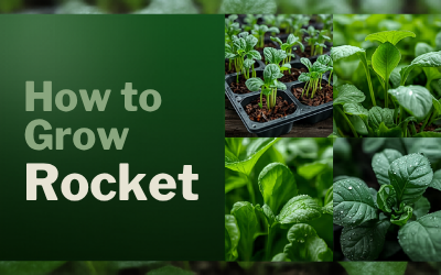 Rocket guide thumbnail