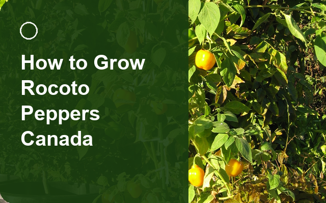 How to Grow Rocoto Peppers Canada | Regional Planting Calendar guide thumbnail