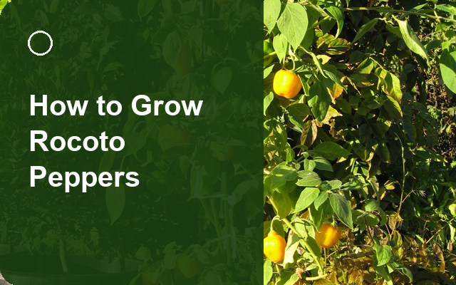 How to Grow Rocoto Peppers | Planting & Establishment guide thumbnail