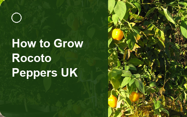 How to Grow Rocoto Peppers UK | Regional Planting Calendar guide thumbnail