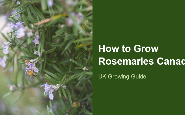 How to Grow Rosemaries Canada | Care, Pests & Disease Control guide thumbnail