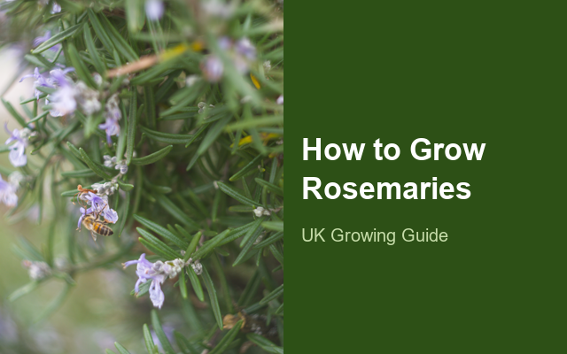 How to Grow Rosemaries | Care, Pests & Disease Control guide thumbnail