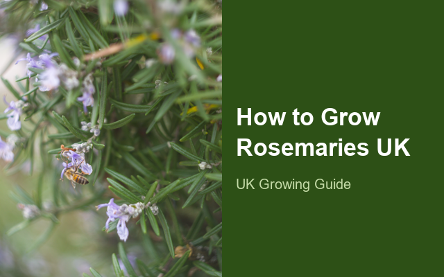 How to Grow Rosemaries UK | Regional Planting Calendar guide thumbnail